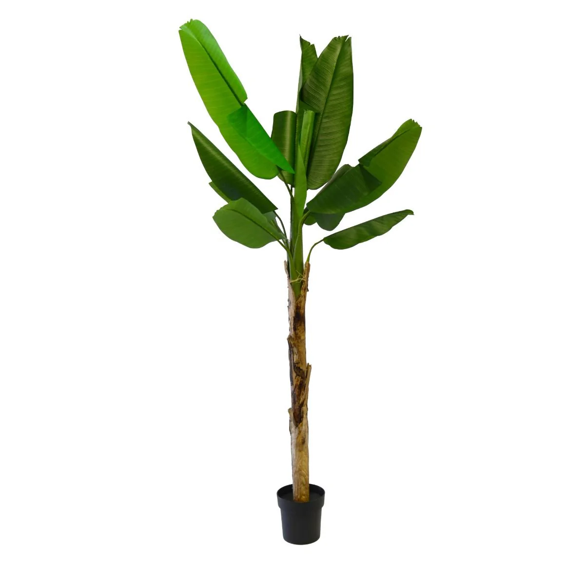Plante Bananier 215 cm