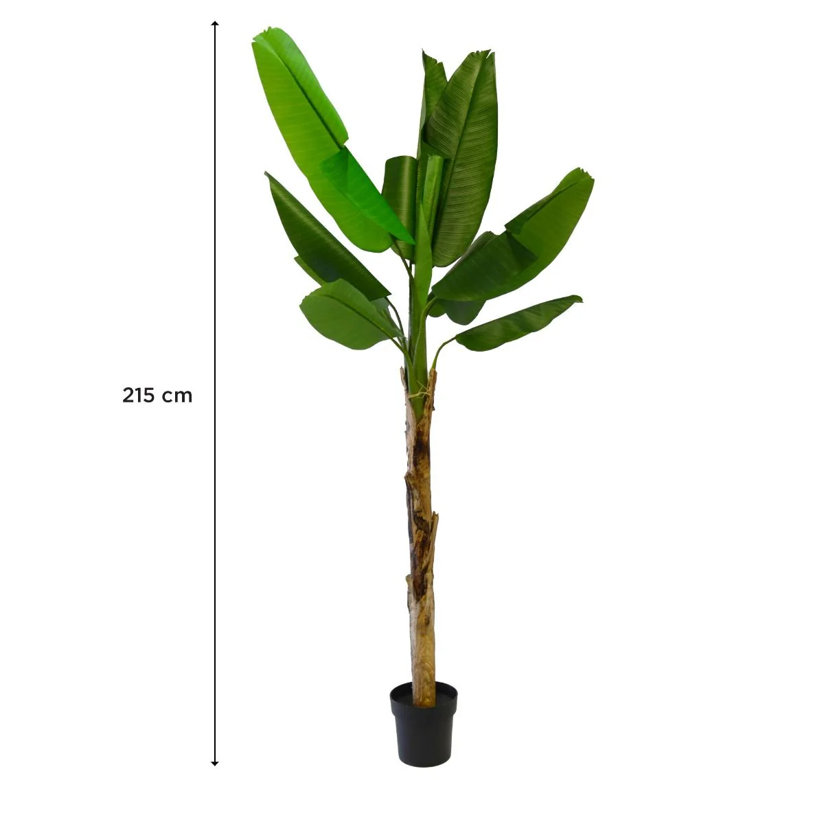 Plante Bananier 215 cm - Image 2