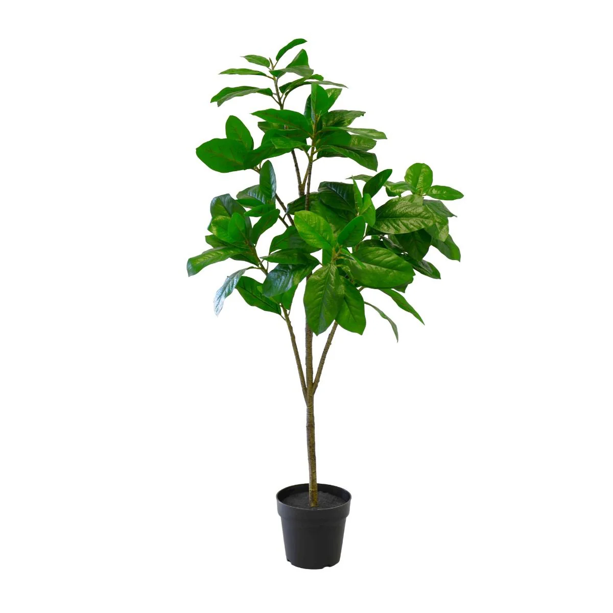 Plante Magnolia 120 cm