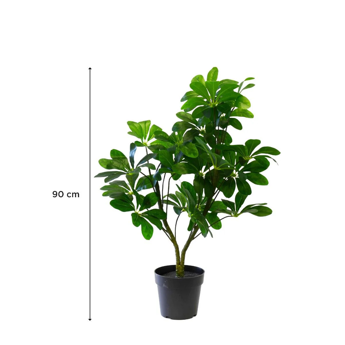 Plante Vigne Schefflera 90 cm - Image 2